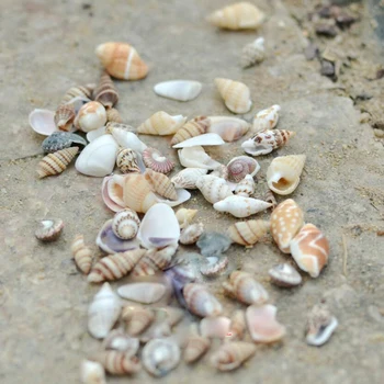 

40piece/ba'g natural sea shell beads about 0.8-1.6cm mixed size jewelry findings glass vial pendant glass globe filler