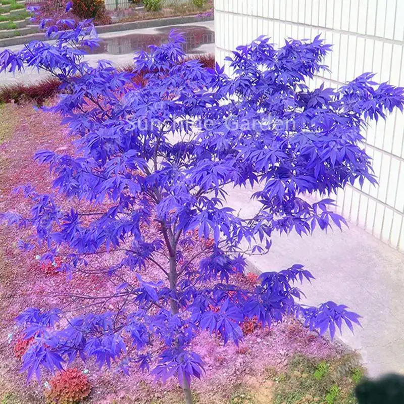 Bonsai 10pcs Japanese Purple Maple Tree 100 True Beautiful Indoor
