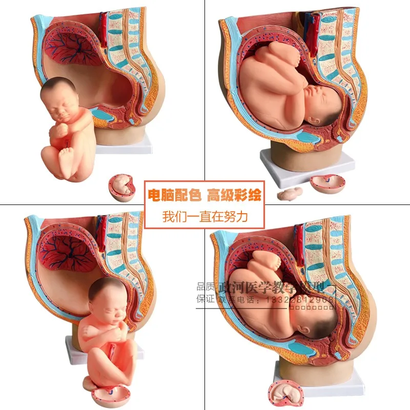 docomo AQUOS wish 4 未使用 本体・箱付き人体模型 解剖モデル女性骨盤