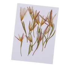 12 peças pressionado flor seca natural mini lírio para diy caso de telefone decoração artesanal espécime artesanato