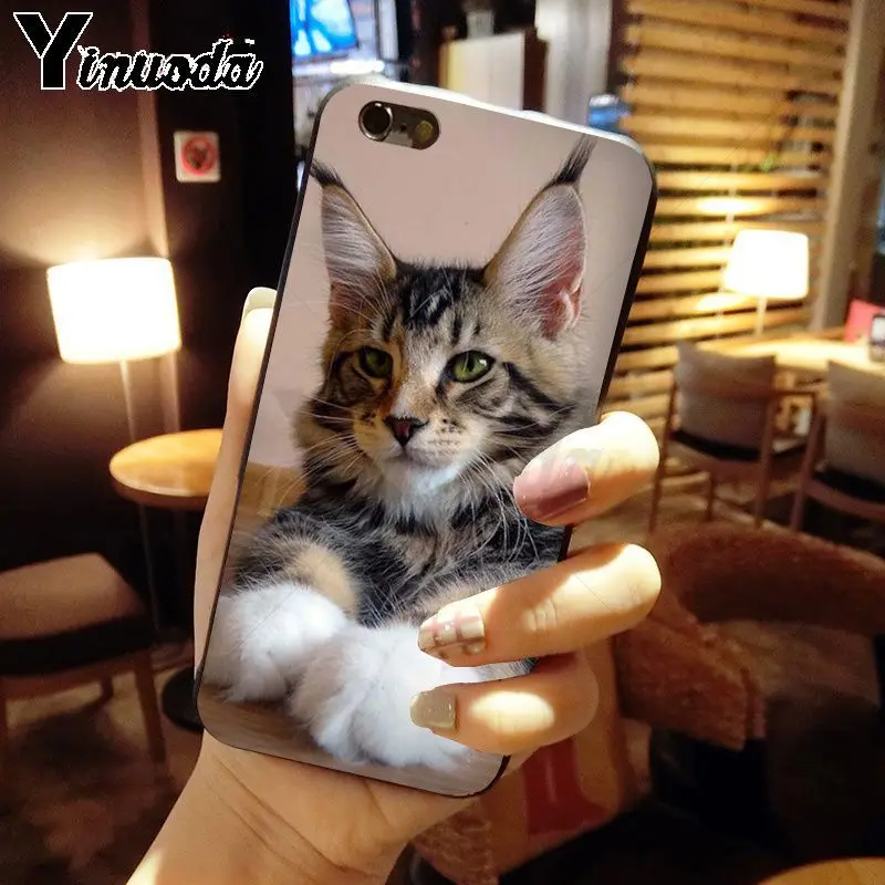 pet maine coon cat