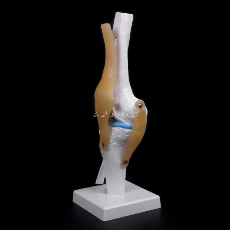 Человеческая анатомическая коленный сустав Гибкая медицинская модель скелета учебная помощь анатомия