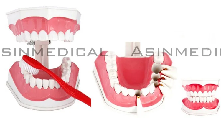Модель зуба Colgate модель зубов для полости рта Студенческая обучения детские зубы