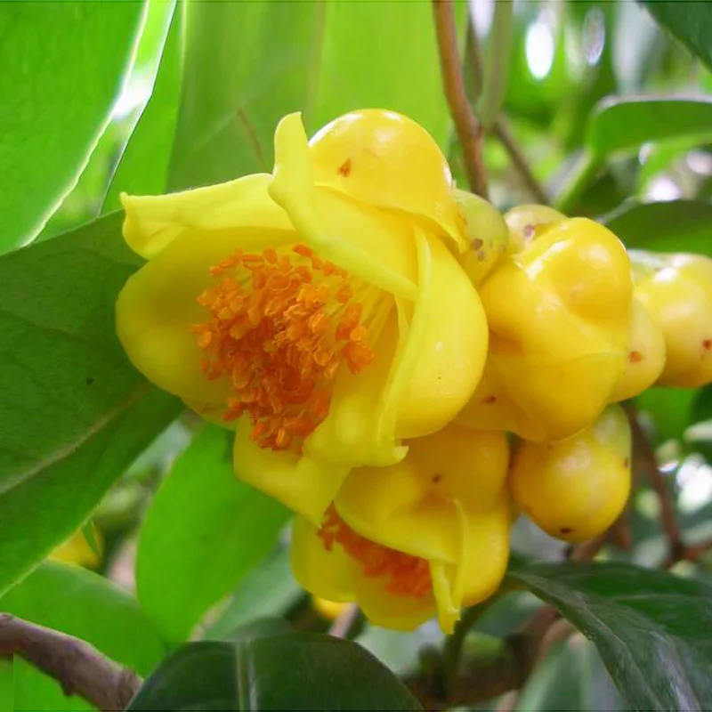 Common Yellow Garden Flowers aliexpress : buy beautiful yellow camellia seeds potted plants Common Yellow Garden Flowers aliexpress : buy beautiful yellow camellia seeds potted plants