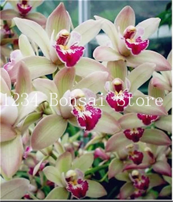 Sale!100 Pcs Exotic Cymbidium Flore Rainbow Chinese Orchid Flower