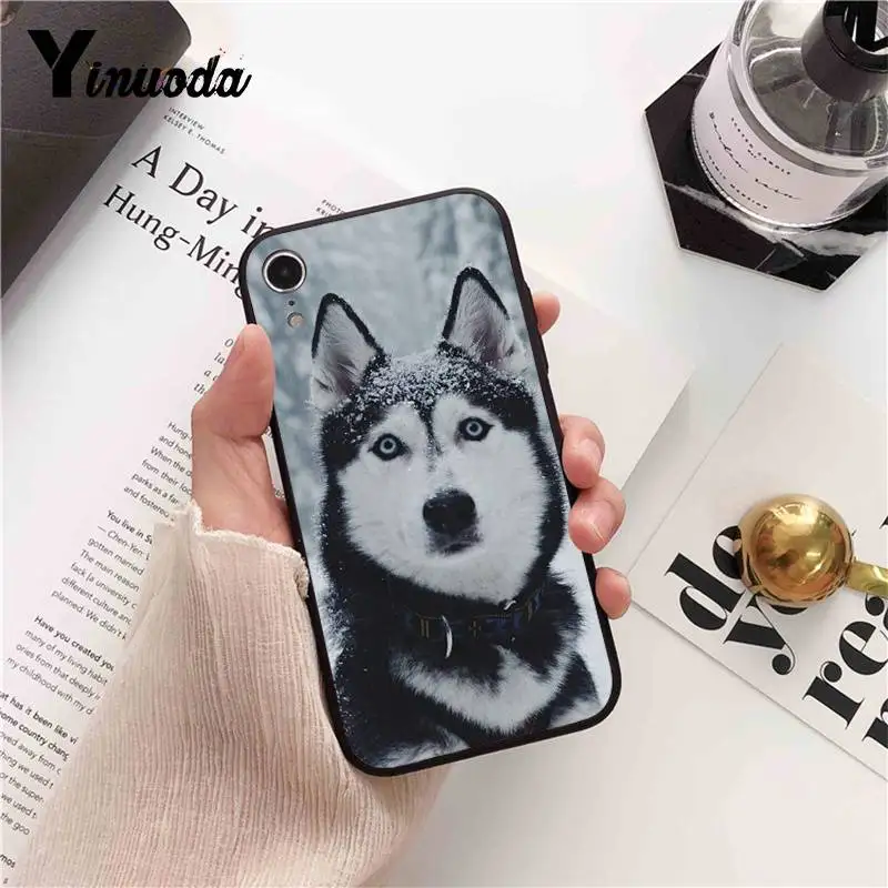 Animal Husky cute Puppy Dog