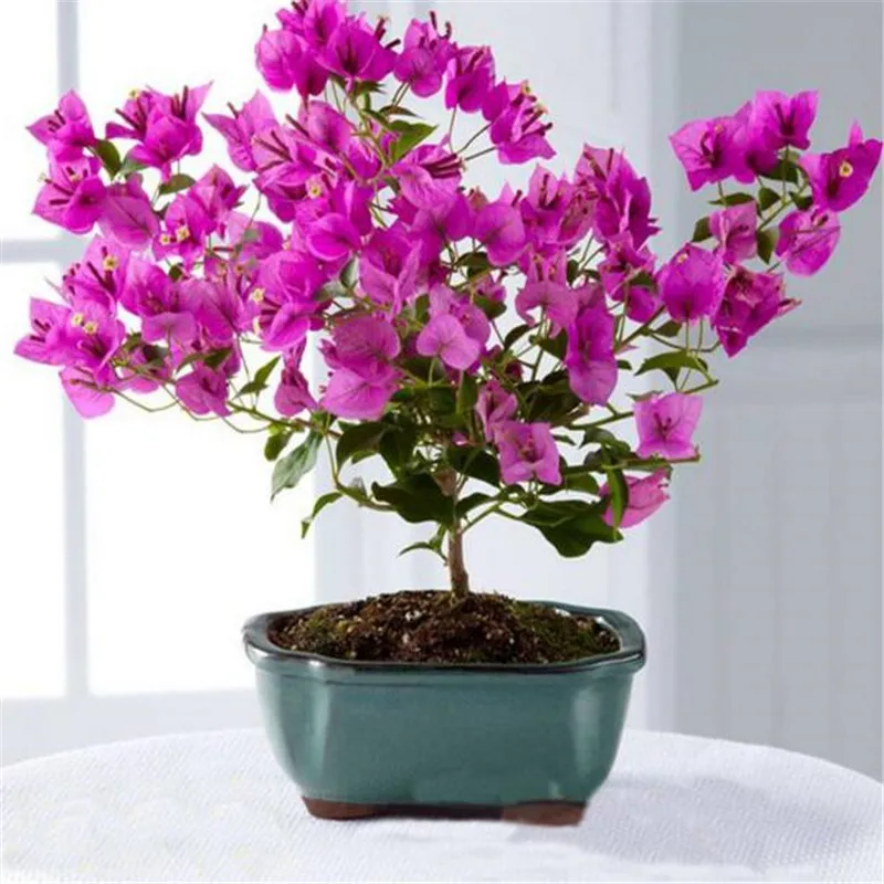 Popular Bougainvillea FlowerBuy Cheap Bougainvillea Flower lots from
