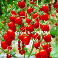 50 pcs tomato seeds Milk red tomato seeds, cherry tomatoes, tomato seeds organic fruits and vegetables