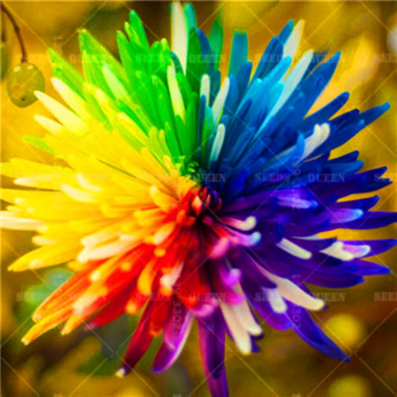 100pcs Mix Rainbow Daisy Chrysanthemum Flower Beautiful Bonsai Plants For Home Garden Potted Supplies Fast Shipping 100pcs Mix Rainbow Daisy Chrysanthemum Flower Beautiful Bonsai Plants For Home Garden Potted Supplies Fast Shipping