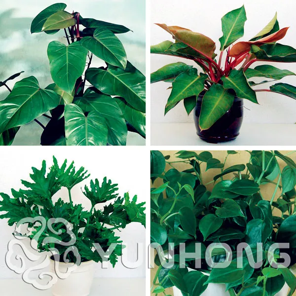 100% Genuine Rare 100pcs 10kinds mix Philodendron Bonsai, vine leaf, indoor plants Anti Radiation Absorb dust tree Bonsai