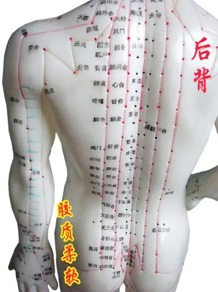 Acupuncture Meridian Teaching Model 4