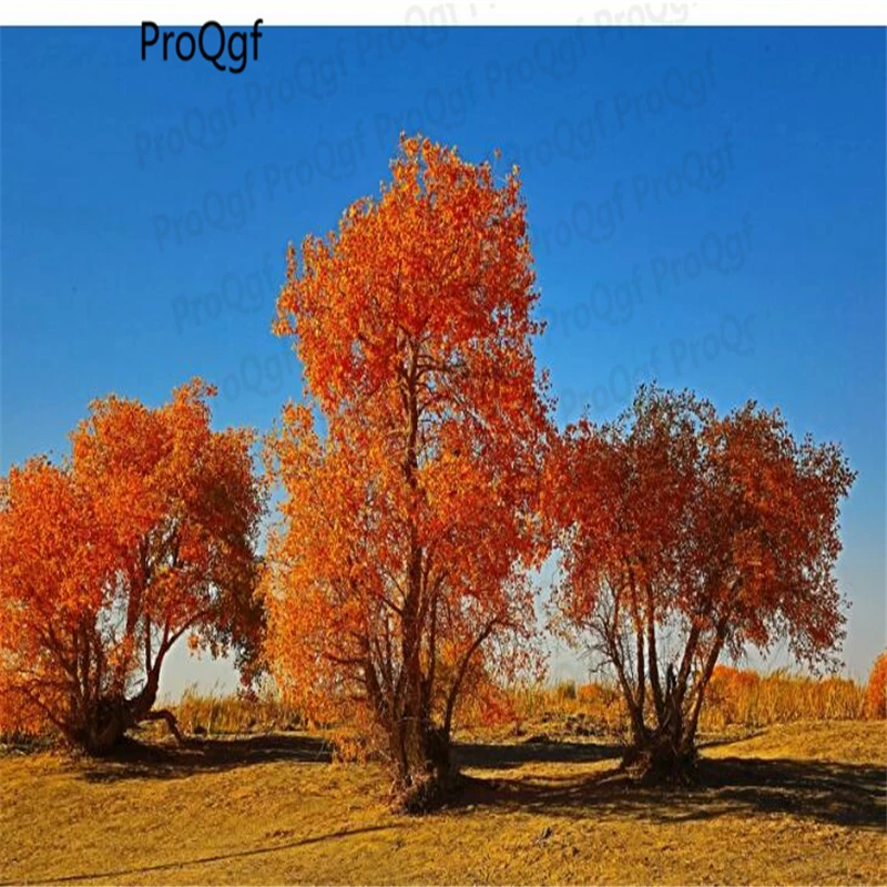 

2000Pcs Populus euphratica