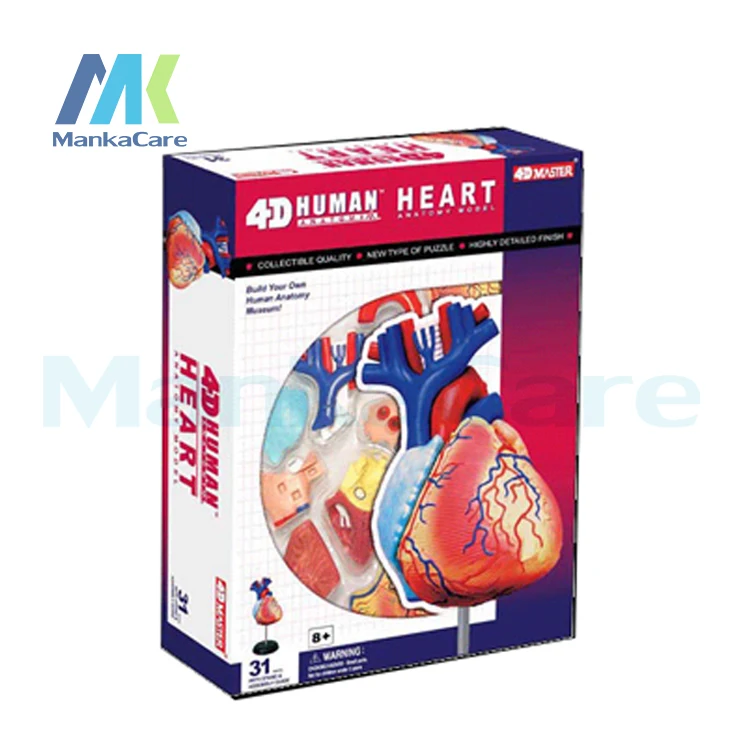 4D master model colored heart assembled Human Anatomy dimensional HEART LIFE-SIZE MODELdissection skull brain anatomical | Красота и