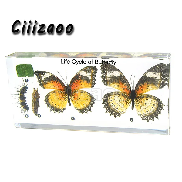 Жизненный цикл бабочка образец пресс-папье Taxidermy Коллекция Встроенный в ясный Lucite блок встраивания образец
