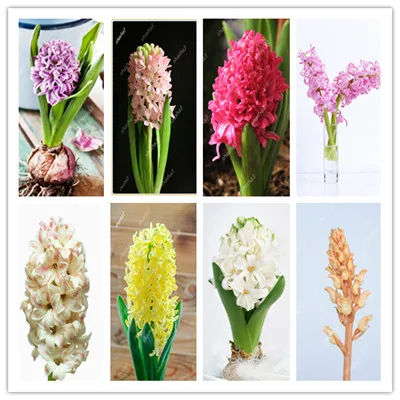 

True Hyacinthus Orientalis Bonsai Hyacinth Flower Hyacinth Flower Good Quality Easy To Grow Home Garden Plant
