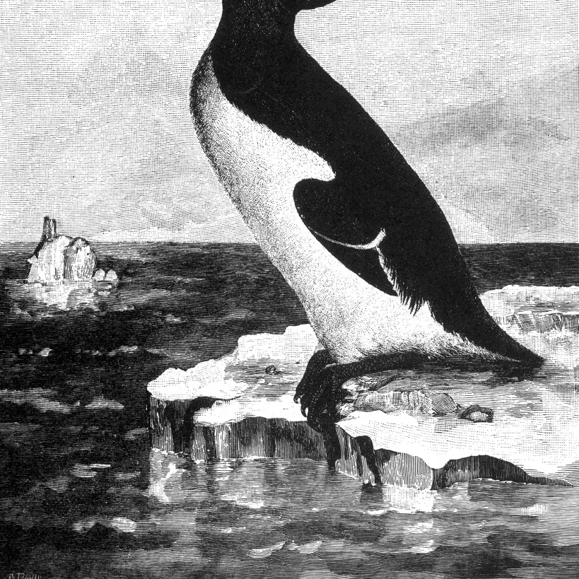 Great Auk  Extinct Flightless Bird Poster Print by Science Source (24 x 36)