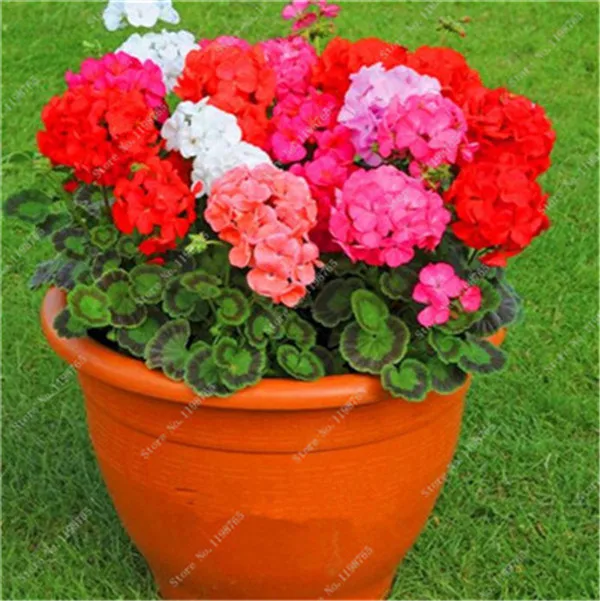 100 szt kolorowe Bonsai geranium kwiat rzadki variegated geranium Bonsai doniczkowa kryty pokoje Home Garden Flower dla roślin Bonsai tanie i dobre opinie Bardzo proste Wykluczone Upiększających Mini średni duży mały Jesień Konserwy roślin Wieloletnich Virgo Courtyard 100 szt kolorowe Bonsai geranium kwiat rzadki variegated geranium Bonsai doniczkowa kryty pokoje Home Garden Flower dla roślin Bonsai tanie i dobre opinie Bardzo proste Wykluczone Upiększających Mini średni duży mały Jesień Konserwy roślin Wieloletnich Virgo Courtyard