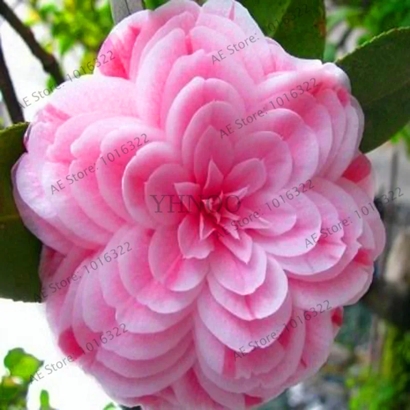 

Lowest Price!GGG 50 pieces/bag,Camellia Bonsai, Camellia flowers Plants 24kinds color for chose Free Shipping,#REKH1T