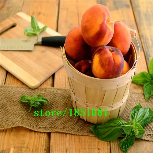 Peach Seeds 10 Pcs Best Seeds Online Free Shipping Worldwide