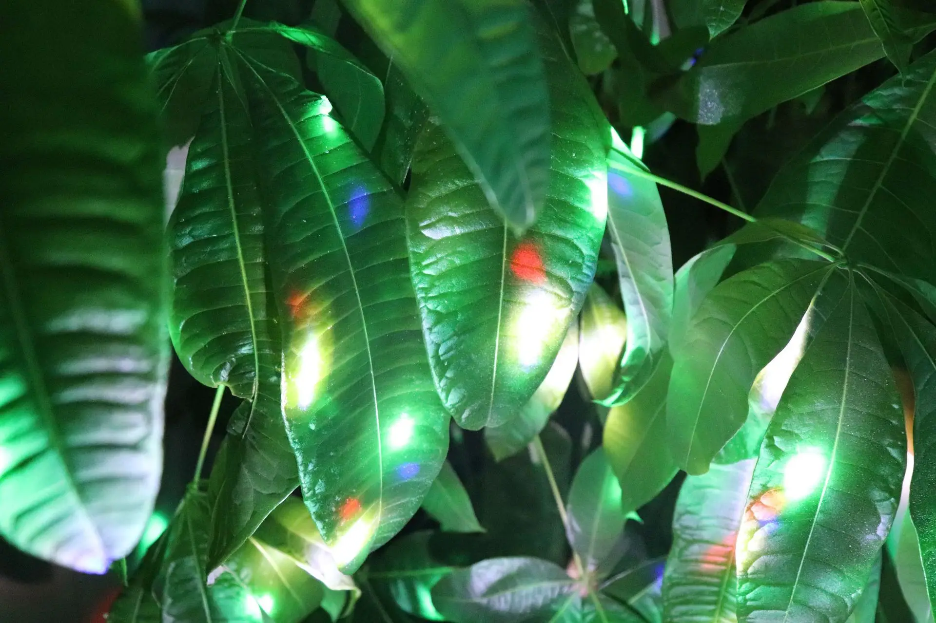 Светодио дный открытый рождественские снежинки проектор дерево Firefly свет бар лазерной газон Звездное лазерный свет