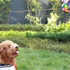 Pet Products