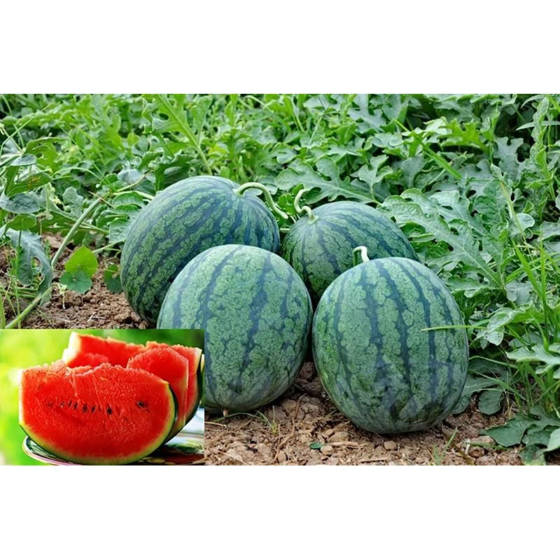 

30pcs Thai Very Sweet Watermelon ,Sugar Baby Citrullus Lanatus melon Fruit