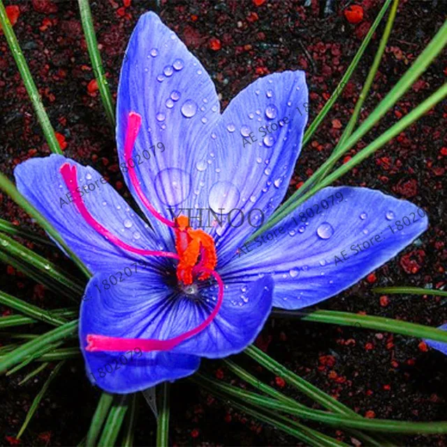 103PCS Hot Sale Many varieties Saffron garden Saffron Flower flores
