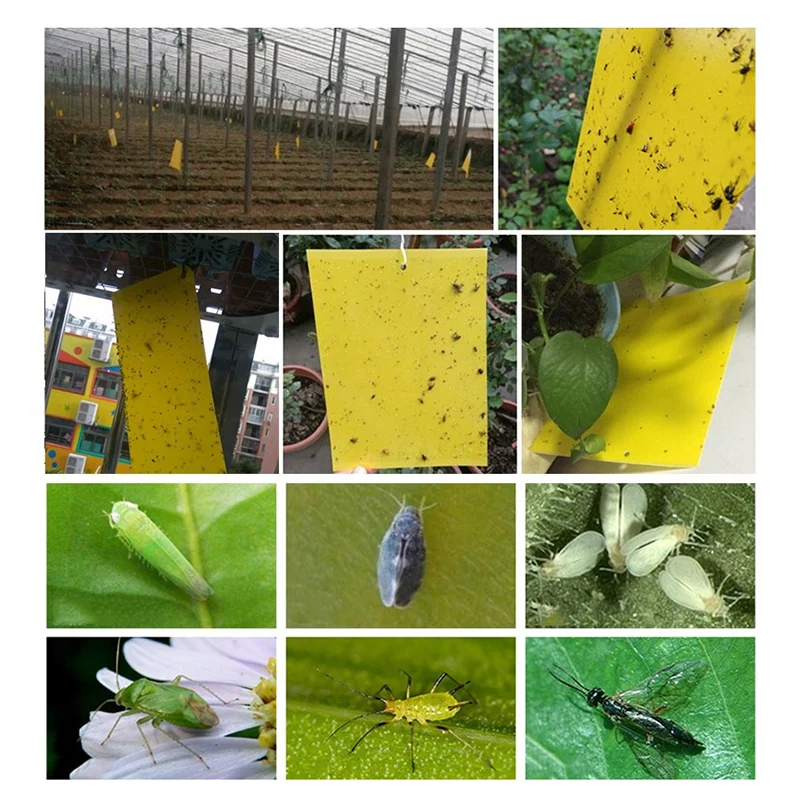 

ZOCDOU 3 Pieces Fly Insect Stick Cardboard Trap Pitfall Pest Moth Trap Plate Hang Glue Net Bait Killer Bug for Home Garden Tree