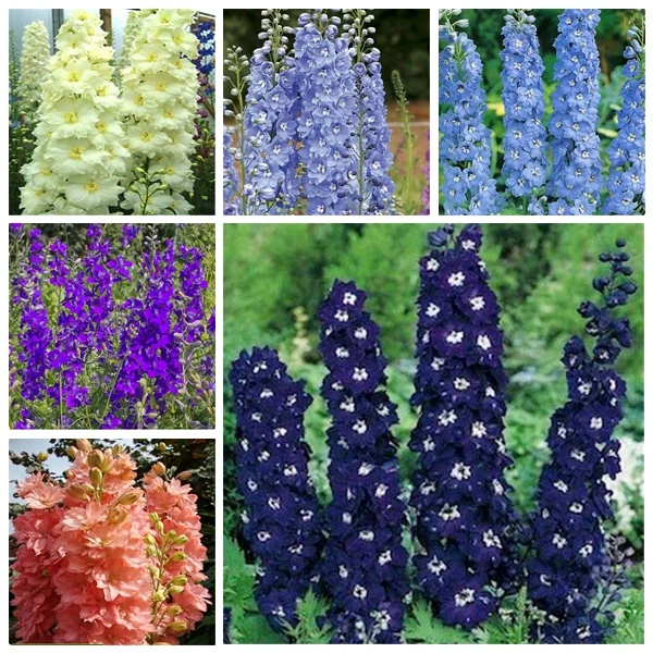 

100 Pcs Bonsai Delphinium Muti-Color Delphinium Consolida Organic Japan Beautiful Giant Room Flowers Garden Hardy Plant