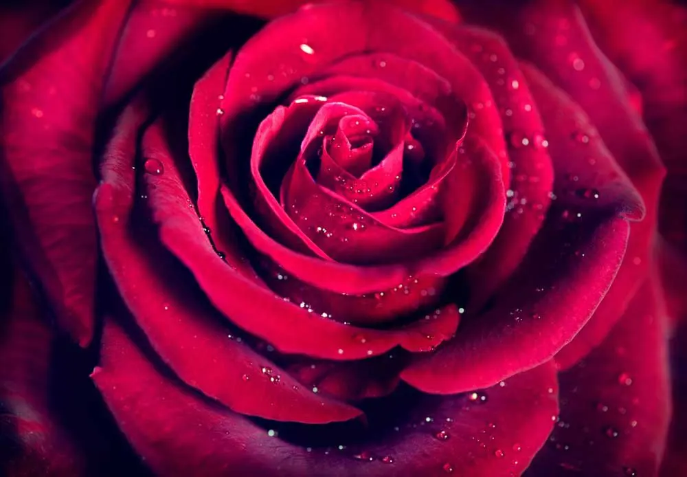 61J2M7bRn%2BL._SL1000_