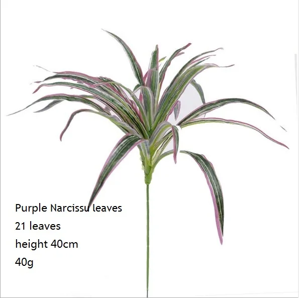 Purple Narcissu