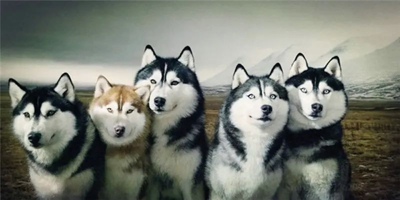 

Diamond embroidery Wolf family diy 5d diamond painting animals cross stitch picture pastes diamond art Manual hobby painting