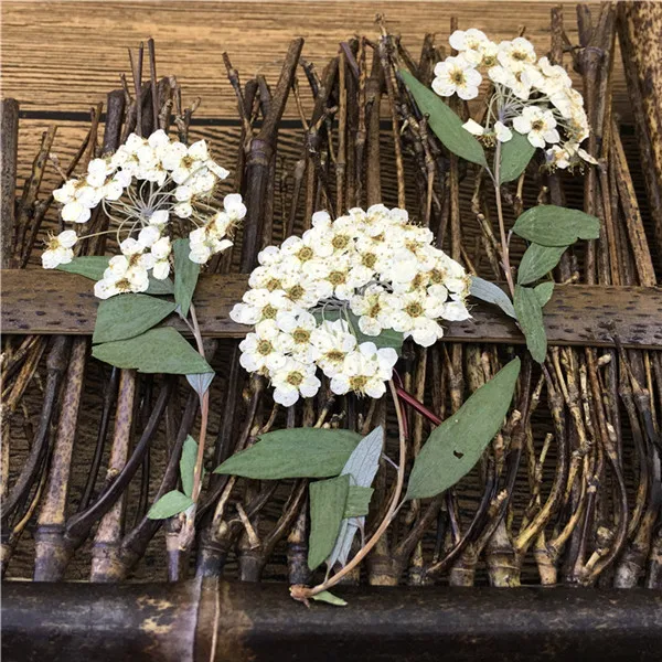 

White Daffodils On Stems Dried Flower DIY Phone Case free shipment 1 lot/100pcs