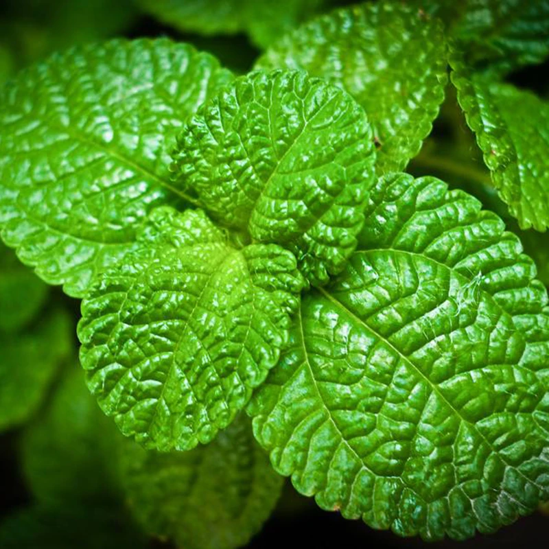 Buy Marseed 400 pcs Rare Lemon Mint