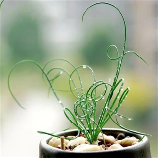Sale! 500 pieces spiral grass plant succulent grass DIY bonsai potted garden family exotic plants ornamental Spring Grass