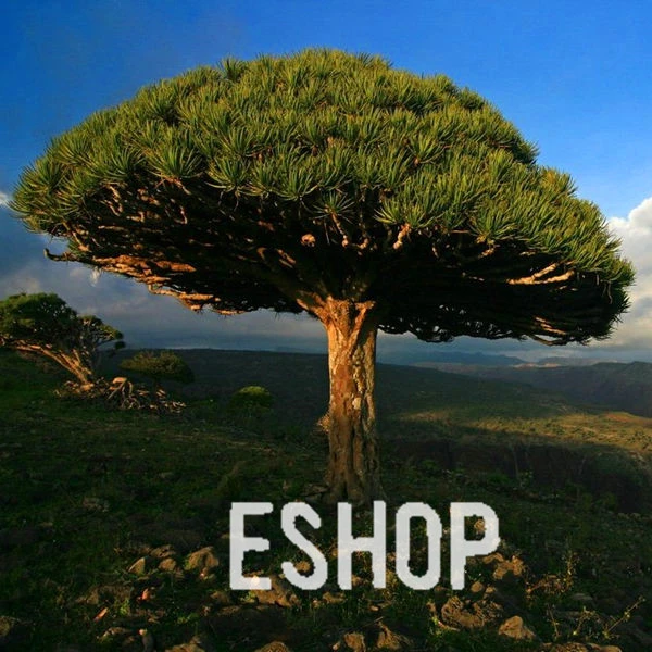 pcs A Lot The Dragon Blood Tree Seed With 30pcs Japanese Pine Tree Seed As Gift E1uomz Seeds Pomegranate Seed Oilseeds Maker Aliexpress