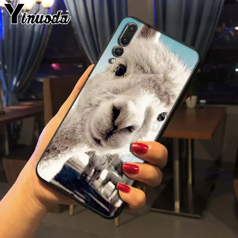 cow alpaca zebra giraffe