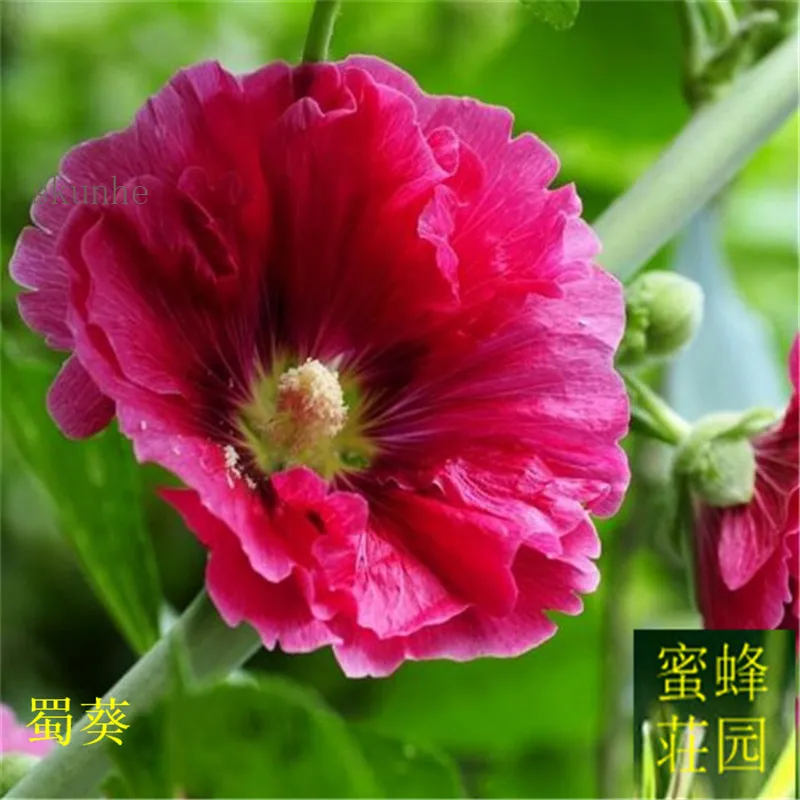 

Sophora japonica bonsai ten feet red bonsais cooked season flower bonsais Rong Kwai fence flower about 100pcs(shu kui)