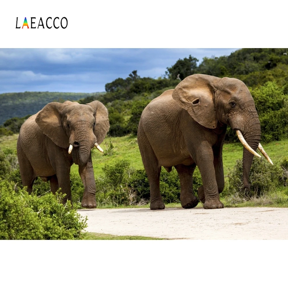 

Laeacco Elephant Grassland Tree Nature Scenic Portrait Photography Background Custom Photographic Backdrops For Photo Studio