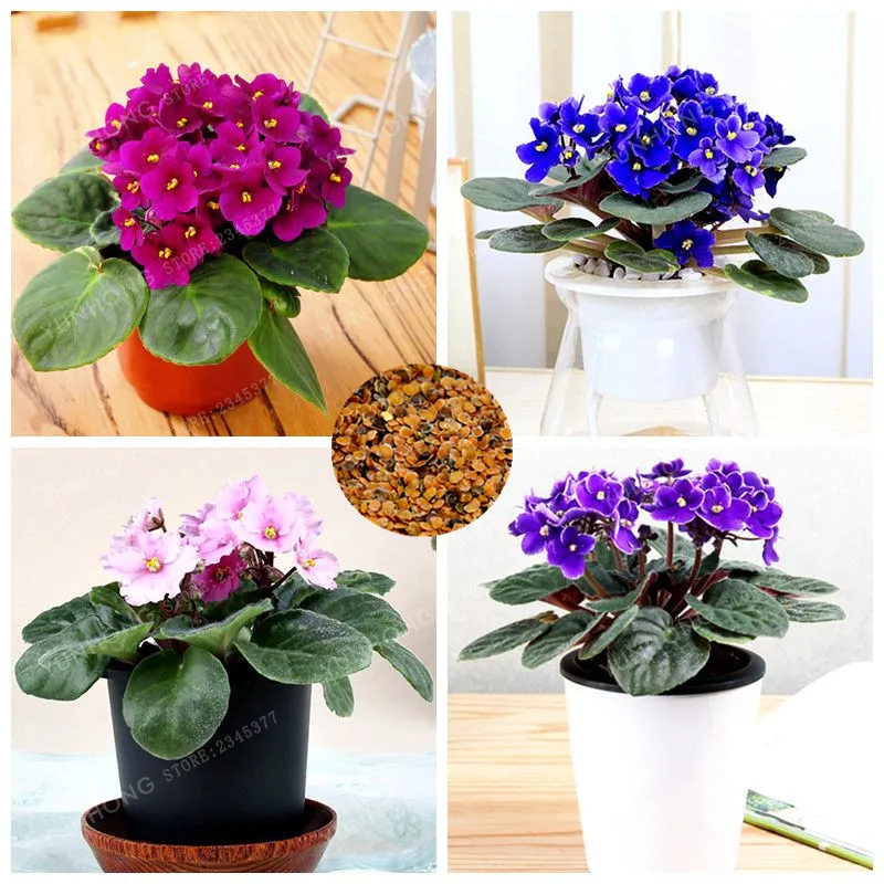 

50 Pcs/Bag African Violet Bonsai Flower Bonsai Garden Flowers Violet Bonsai Perennial Herb Plant Pot For Home Garden