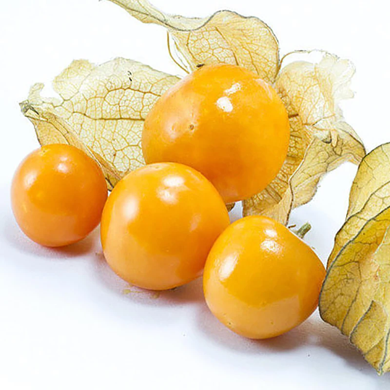 

100pcs Physalis Peruviana Delicious Fruit Golden Berry Chinese Latern Plant Gooseberry Bonsai Plant Easy Grow Fruit inthe garden