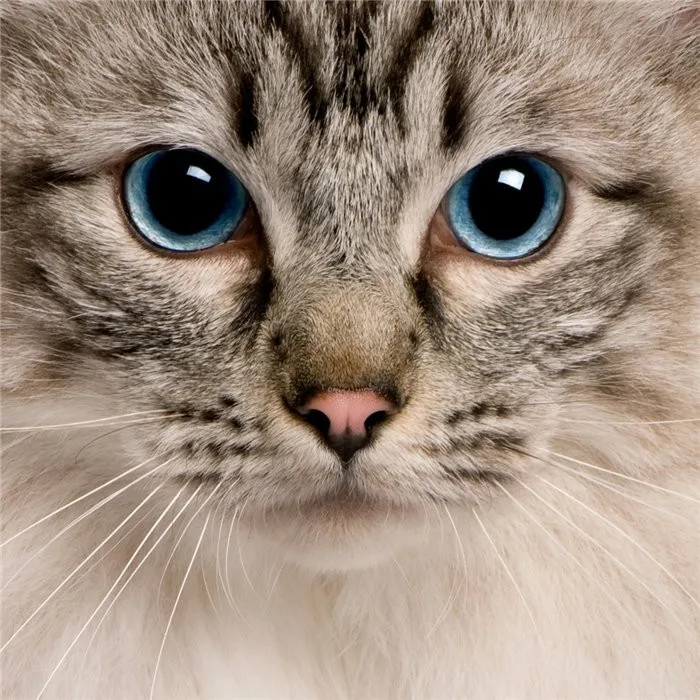 Алмазная вышивка huacan распродажа кошачий глаз 5D Вышивка крестиком Алмазная картина животные со стразами квадратная полная Алмазная мозаика - Цвет: Y5569