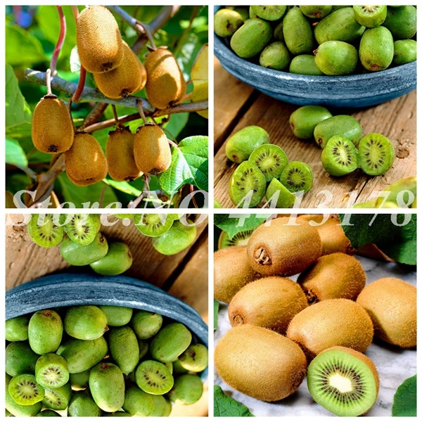 

Sale 1000 Pcs Mini Kiwi Fruit Bonsai Organic Heirloom Thumb Kiwi Vegetable Fruit Planta Rare Potted Plant for Home Garden Decor