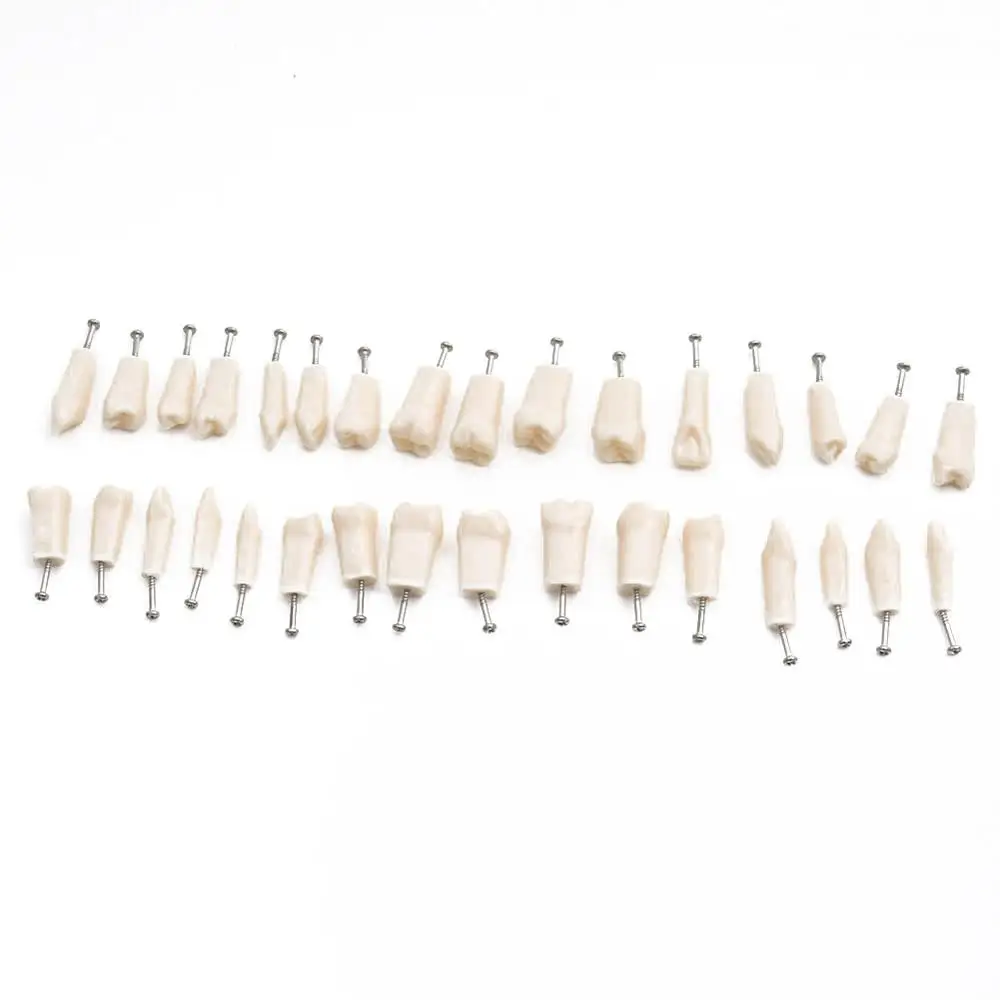 

32pcs Soft Gum fit Dental Typodont Model Teaching Model Demonstration Removable