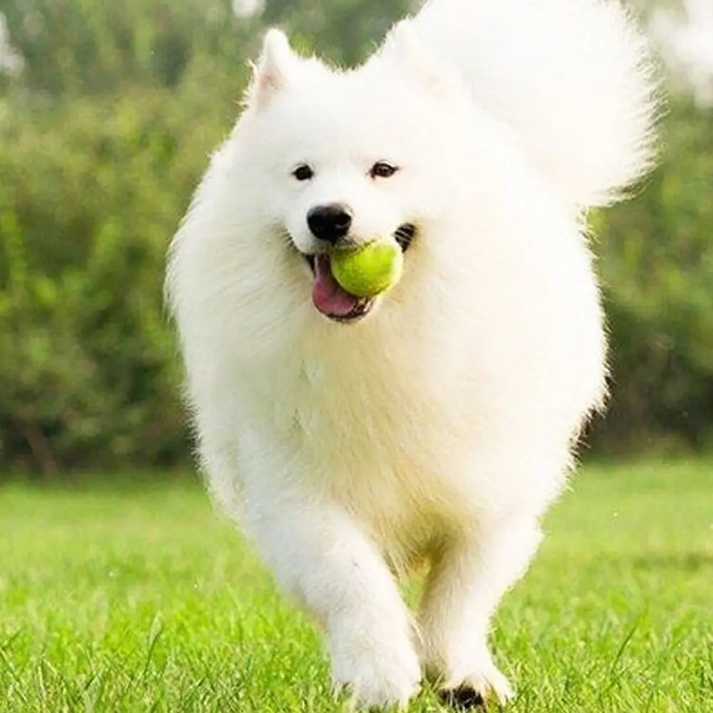 3pcs Pack 6cm Pet Tennis Balls For Dogs Mini Small Pet Safe Dog