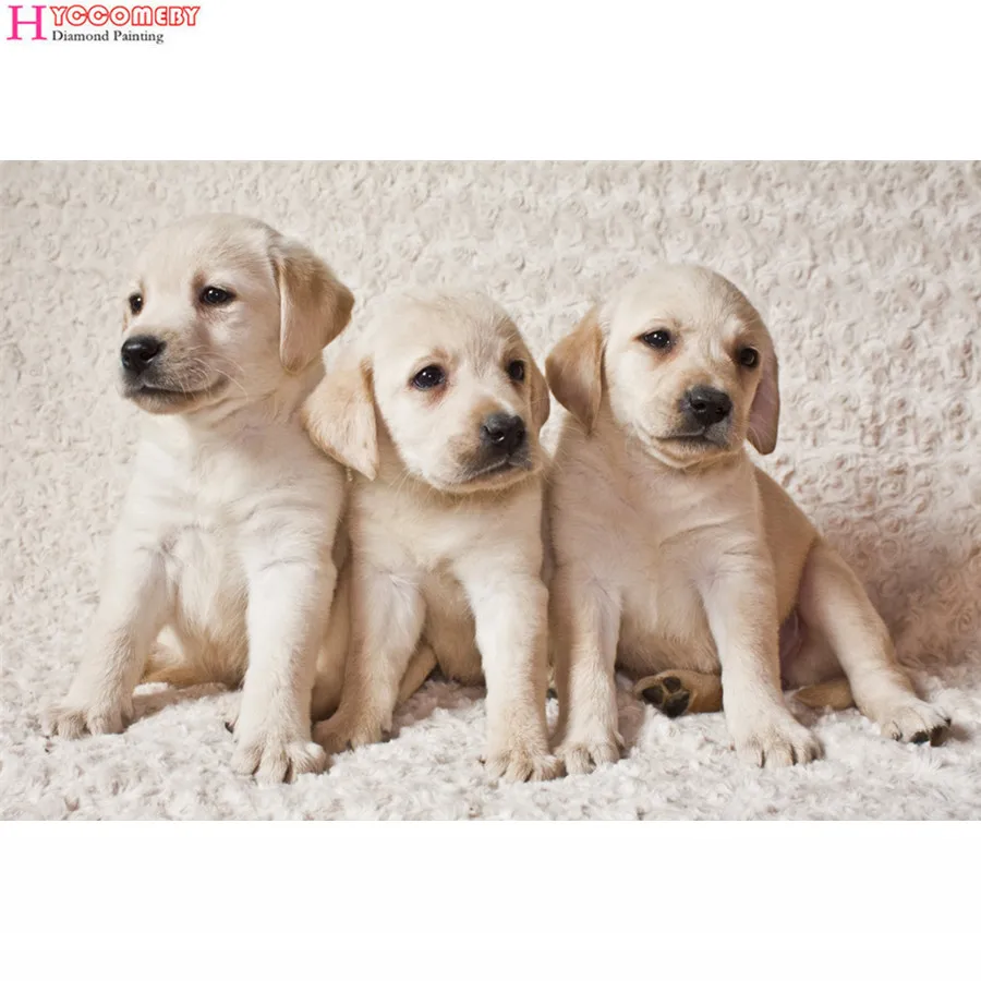 Метис мопса и хаски. Лабрадор ретривер породы собак. Лабрадор ретривер. Как выглядит щенок. Как будет выглядеть щенок.