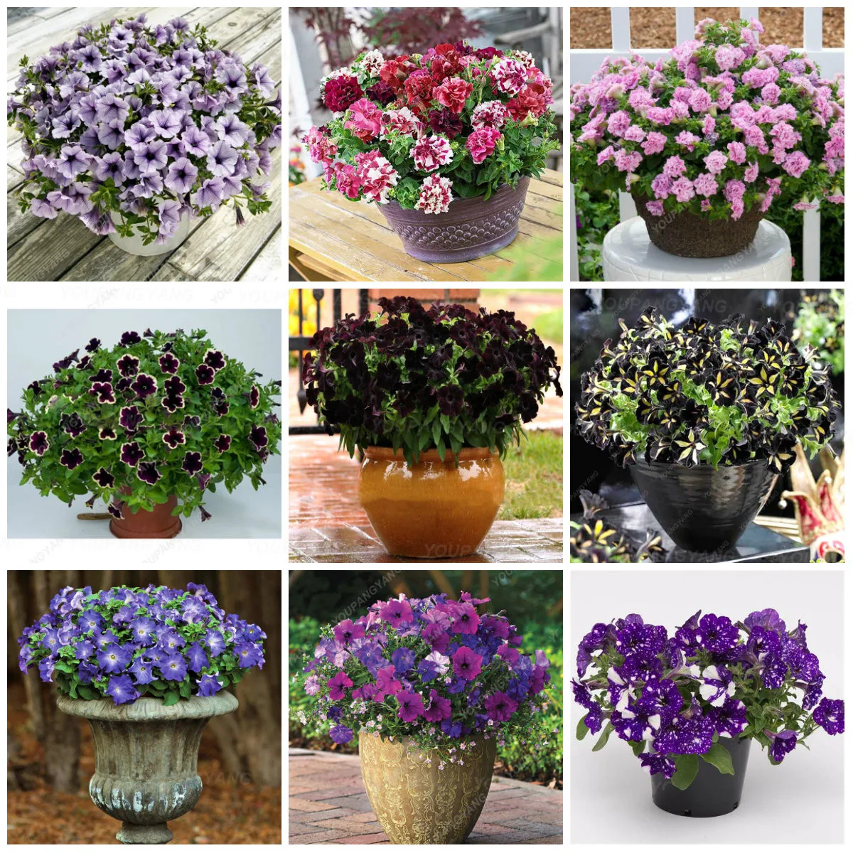 200 Pcs Hanging Petunia Seedsflower Blue Morning Glory Bonsai Rare