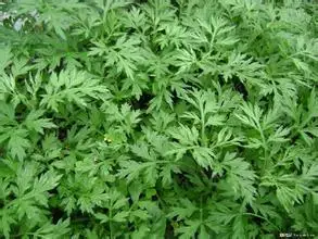 

1000g 10:1 FOLIUM ARTEMISIAE ARGYI extract mugwort leaf extract moxa leaf extract