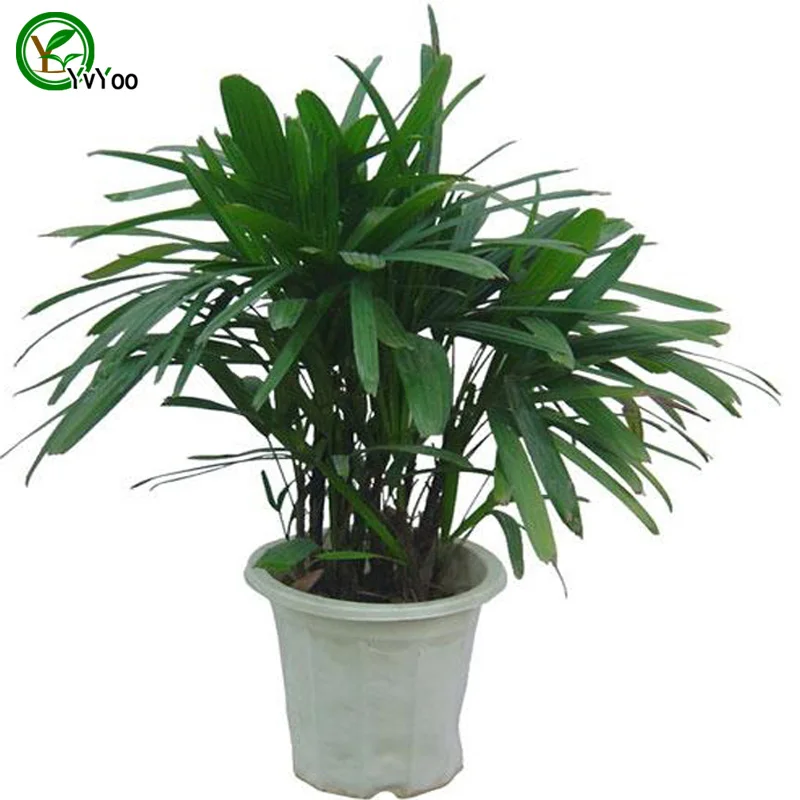 Office desks plant Palm font b Bamboo b font Seeds font b Tree b font Potted