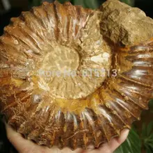 Ddh001040 Большой Аммонит Ископаемых Оболочки Образца Исцеление Мадагаскар